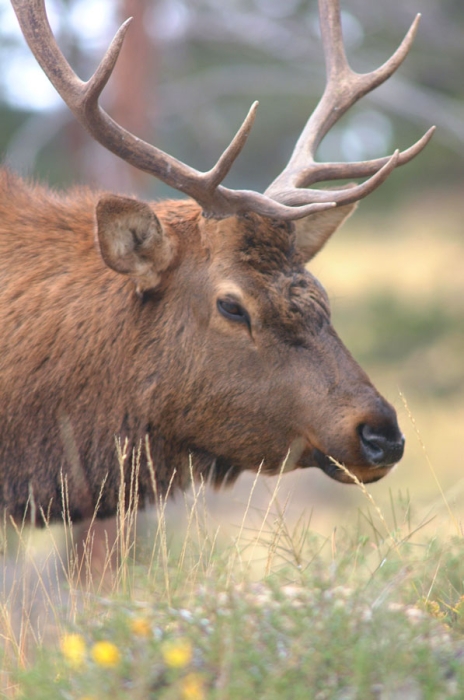 Beautiful Bull Elk