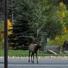 City Elk 1