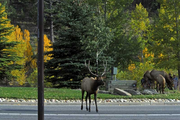 City Elk 1