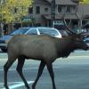 City Elk 2