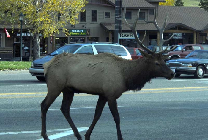 City Elk 2