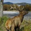 City Elk 3