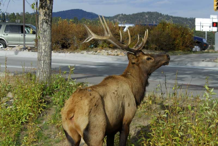 City Elk 3