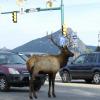 City Elk 4