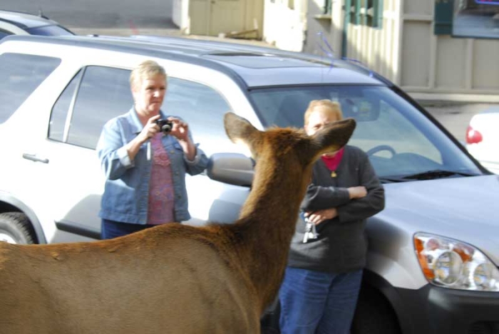 City Elk 5