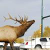 City Elk 7