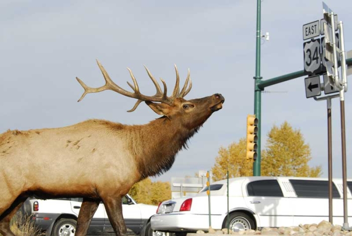 City Elk 7