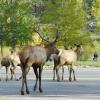 City Elk 8