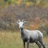 Bighorn Sheep