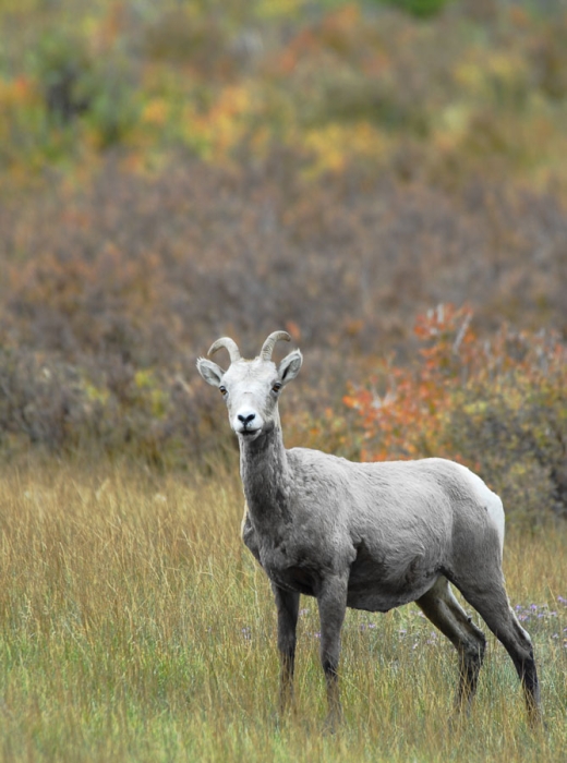 Bighorn Sheep