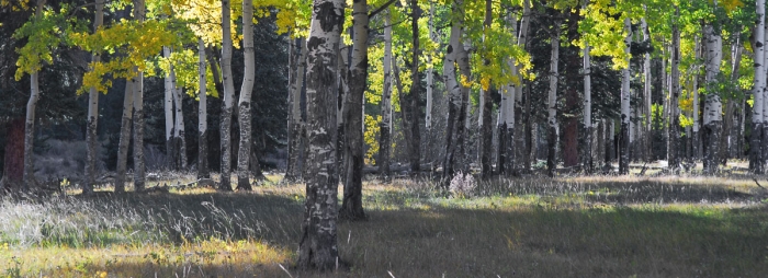 Elk Scarred Aspen