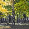 Backlit Aspen