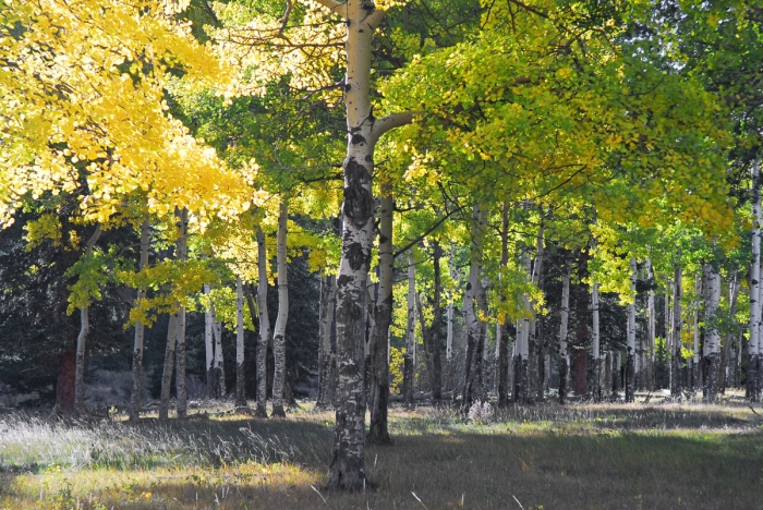 Backlit Aspen