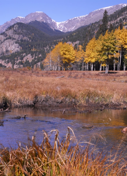 Beaver Pond