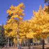 Fall River Road Aspen