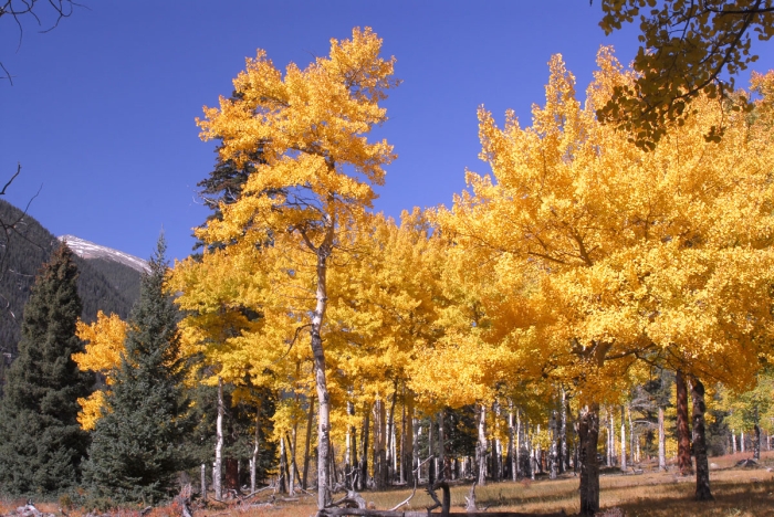 Fall River Road Aspen