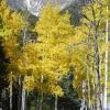 Fall River Pass Road Aspen