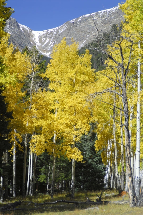 Fall River Pass Road Aspen