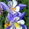 Columbines