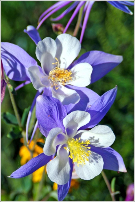 Columbines