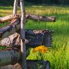 Sneezeweed & Fence