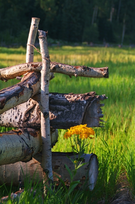 Sneezeweed & Fence