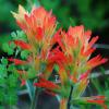 Red Paintbrush