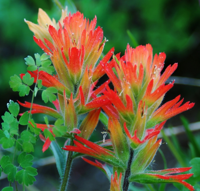 Red Paintbrush