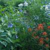 Bluebells, Columbines, & Paintbrush