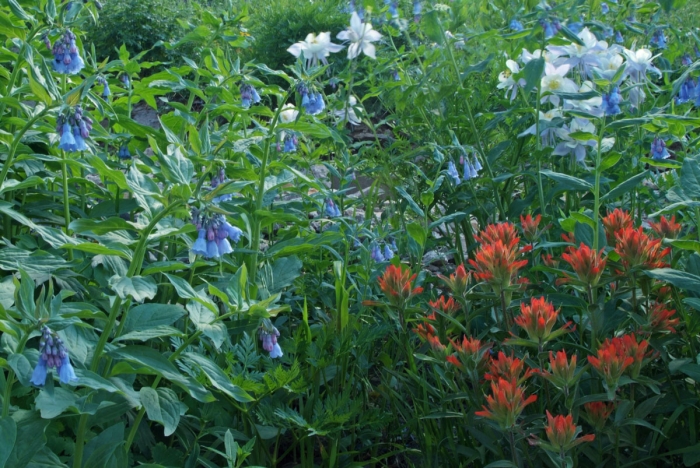 Bluebells, Columbines, & Paintbrush