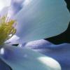 Columbine Closeup