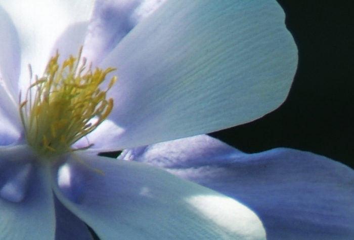 Columbine Closeup