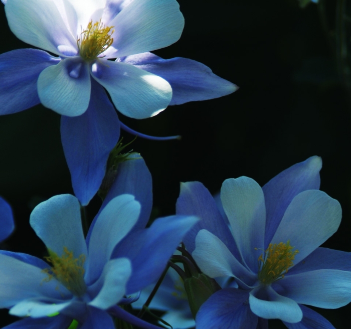 Columbines