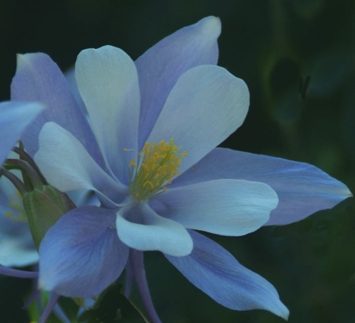 Columbine