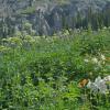 Yankee Boy Basin