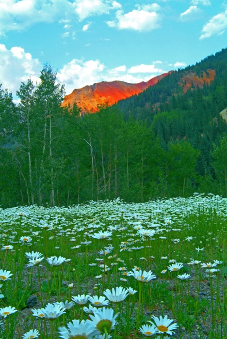 Daisies & Red Mountain