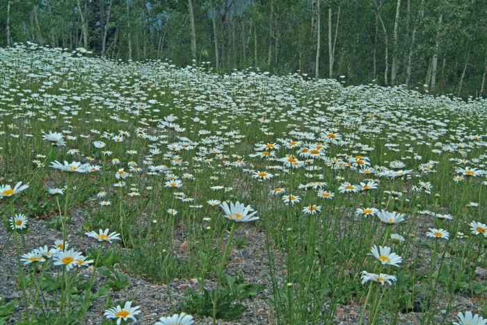 Daisy Field