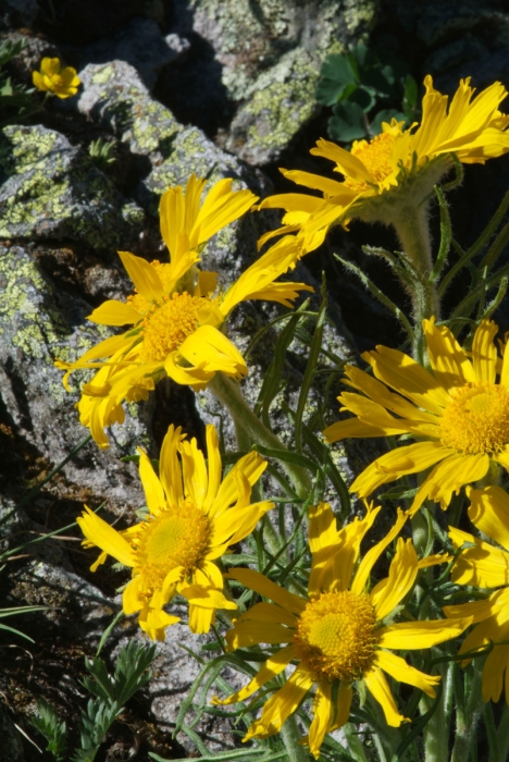 Silver Basin Sunflowers