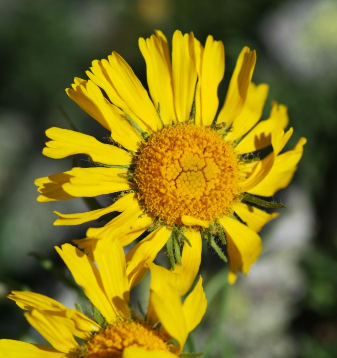 Silver Basin Alpine Sunflower