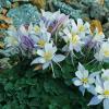 Columbines on the Rocks