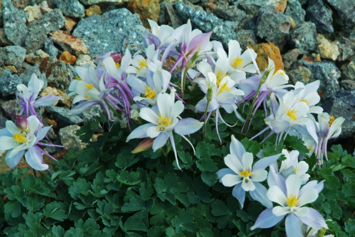 Columbines on the Rocks