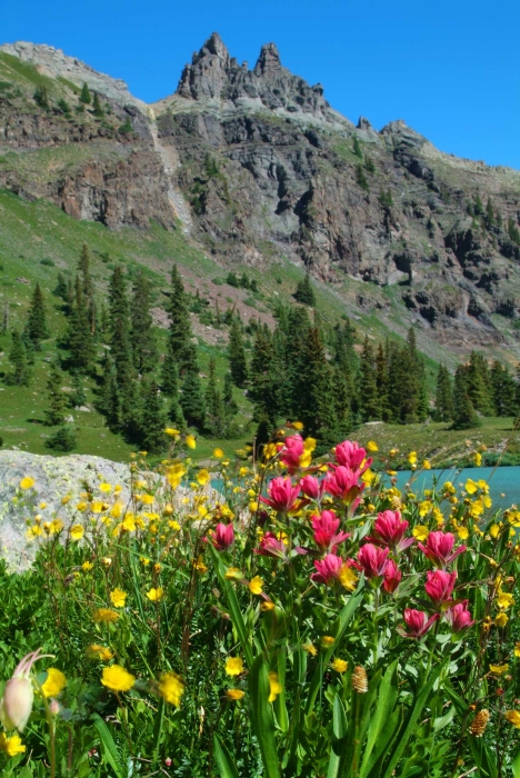 Silver Basin Paintbrush - 2