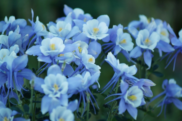 Blue Columbines