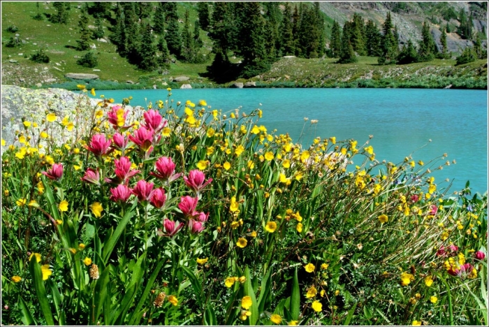 Silver Basin Paintbrush