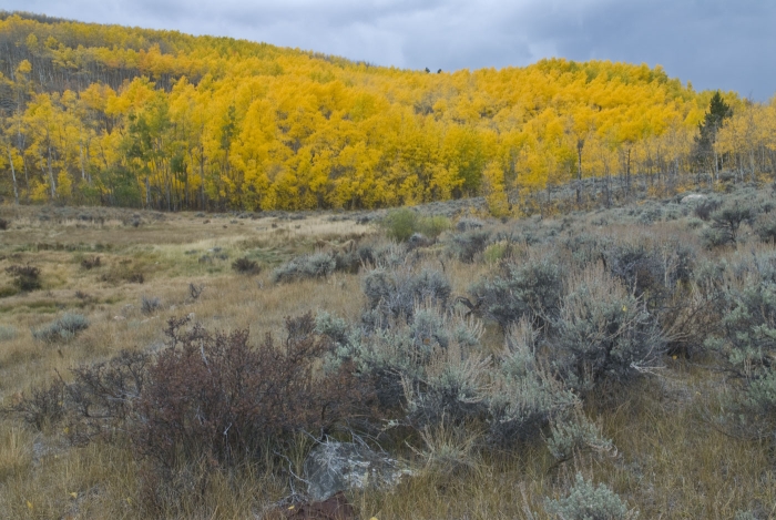 Twin Lakes Aspen