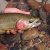 Lee's Ferry Rainbow +