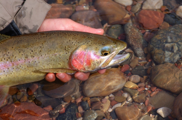 Lee's Ferry Rainbow +