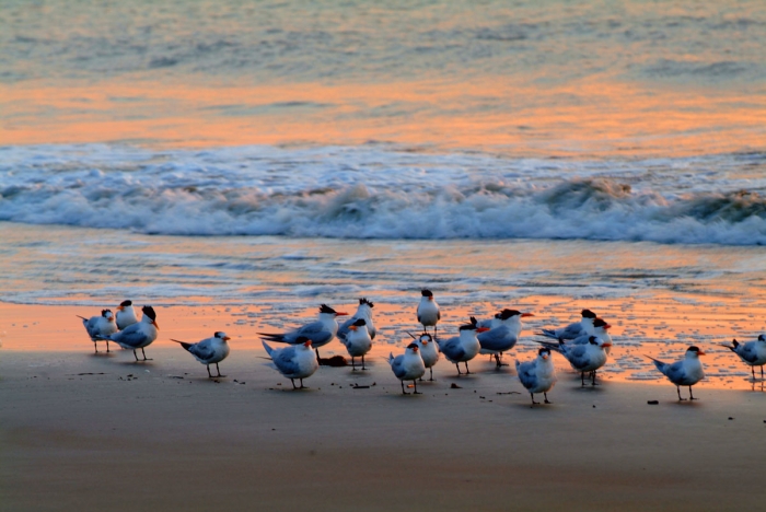 The "Early Birds"