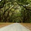 Oak Lane at Wormsloe Plantation