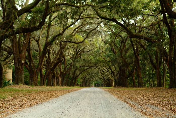 Oak Lane at Wormsloe Plantation